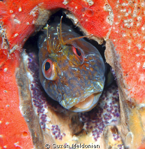 Little Seaweed Blenny minding it's eggs in a cubby hole. by Suzan Meldonian 